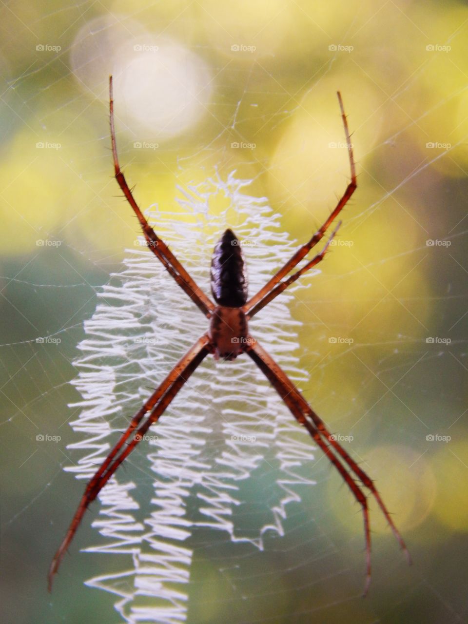 close up of a writing spider