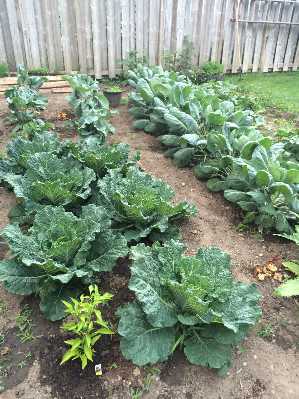 Vegetable garden 