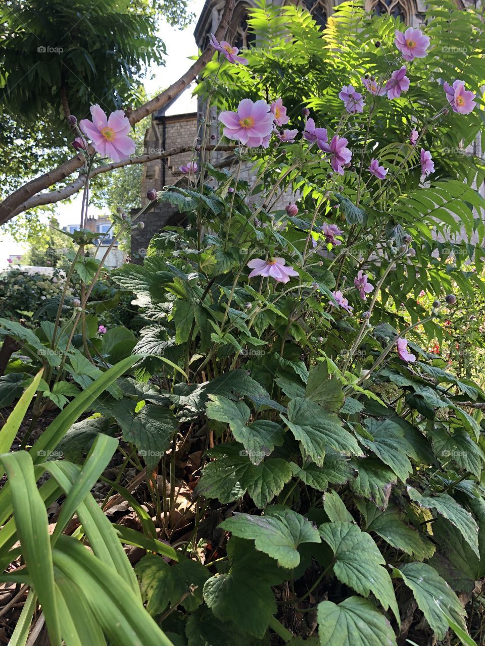 With this photograph you have a large helping of flora and lovely nature and that striking purple flower, to give a lovely final showing.