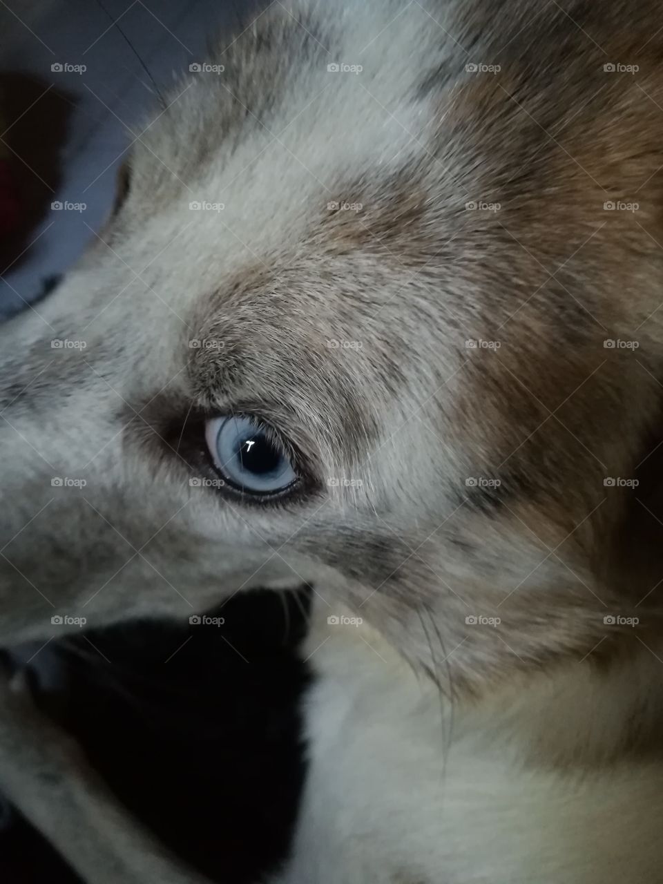 Blue eyes from an Australian Shepard