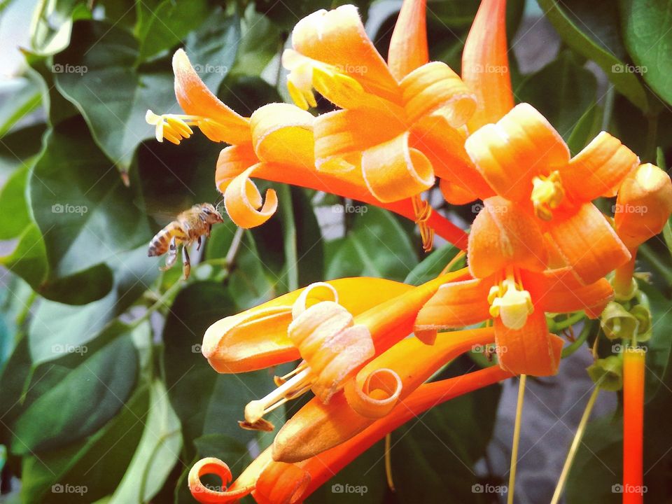 bee flying in flowers
