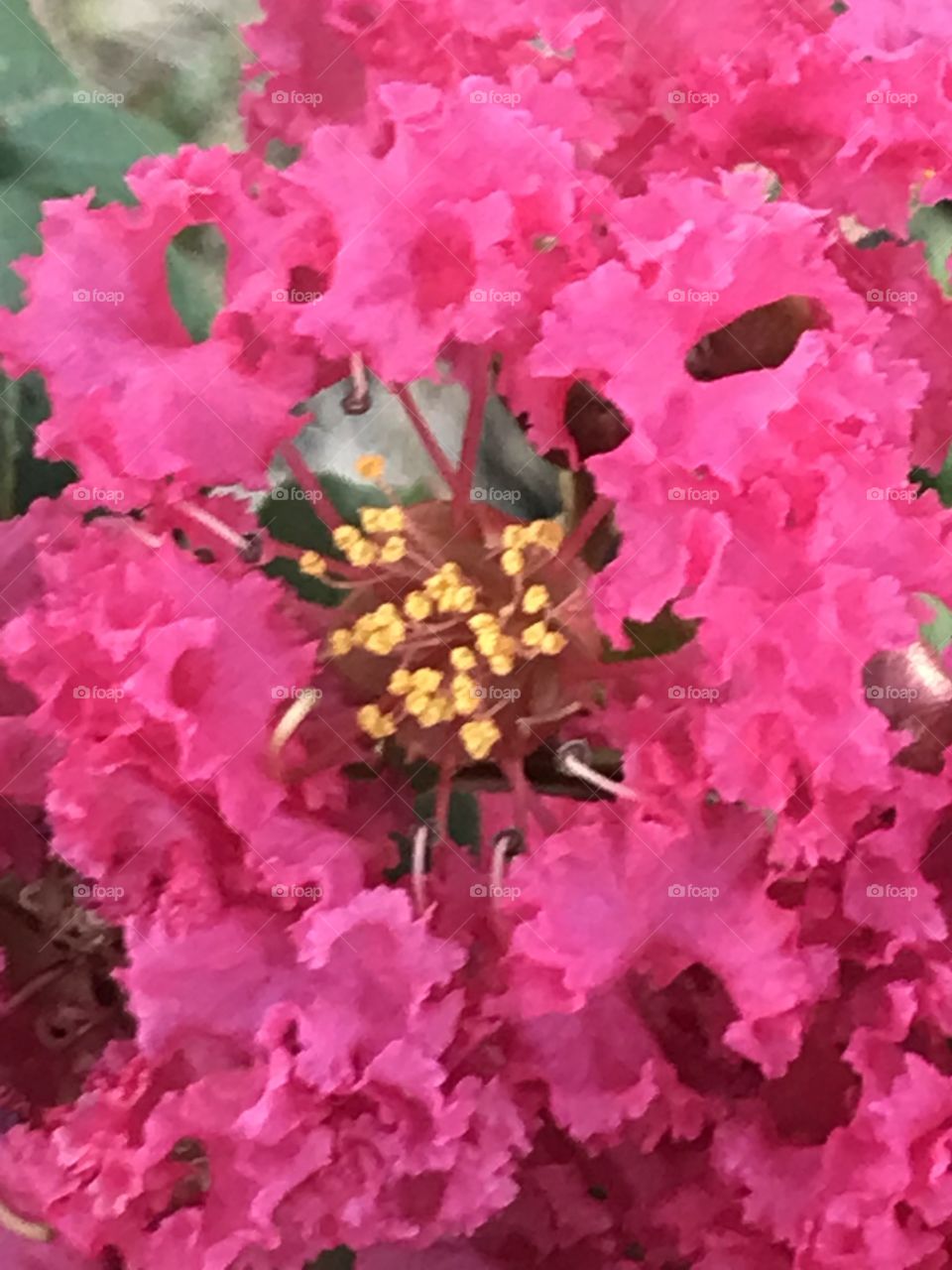 Pink flower petals and pollens