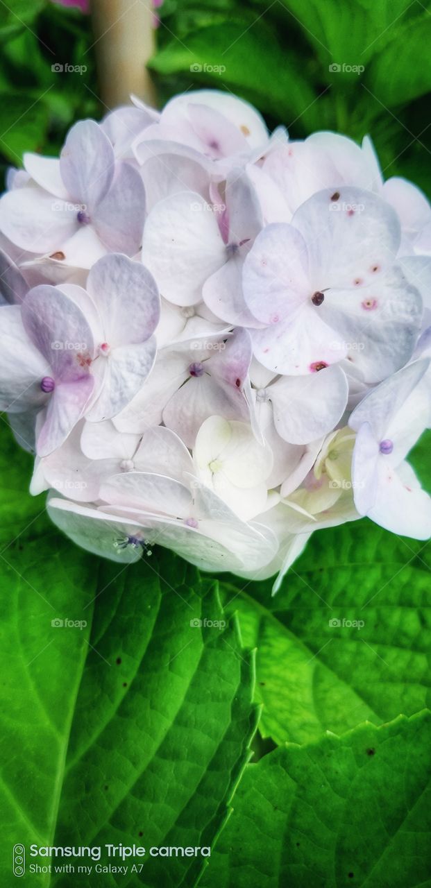 flower s nature's beauty