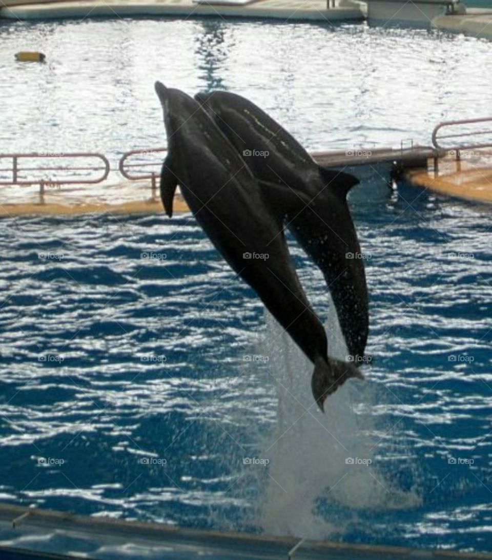dolphins jumping out of the water