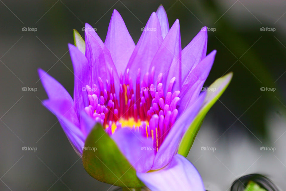 High angle view of purple flower