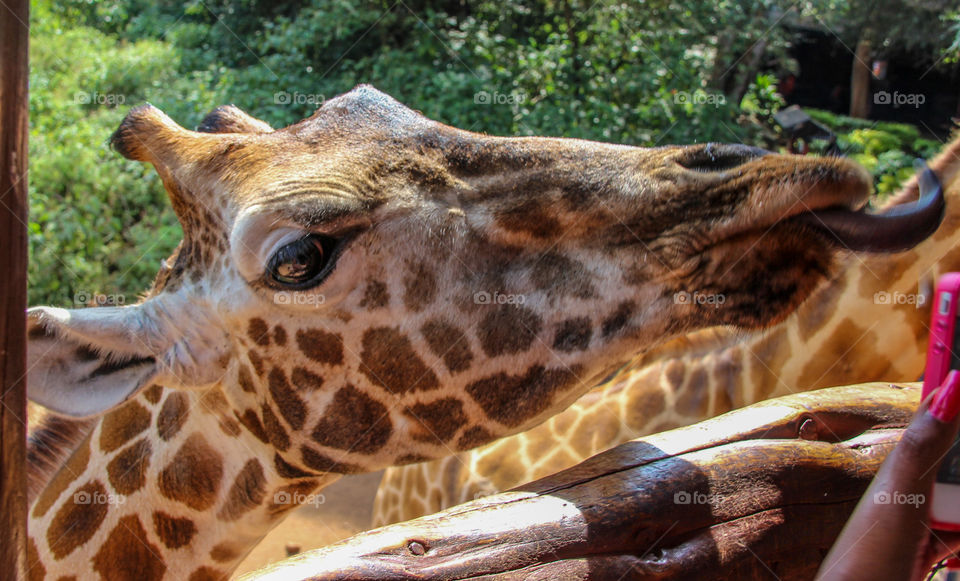 Giraffes have a long tongue 