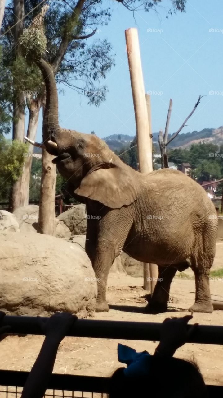 Elephant in the zoo