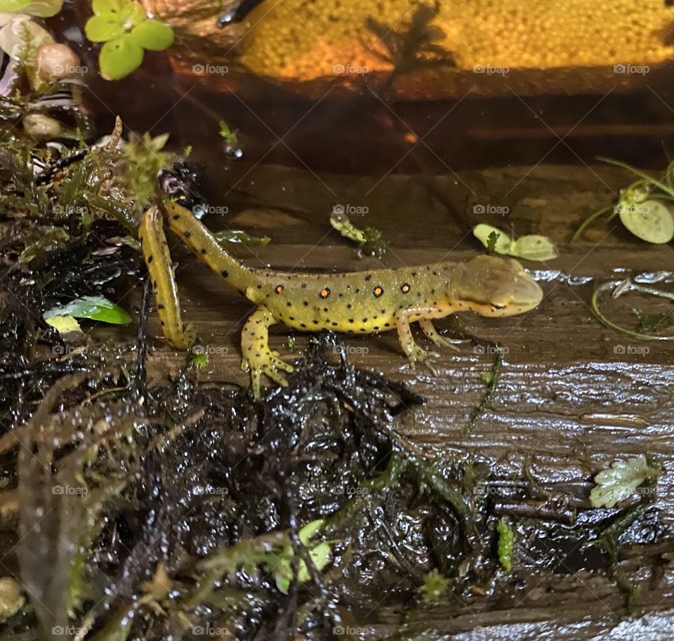 Red Spotted Newt on Mossy Log Im shallow water 