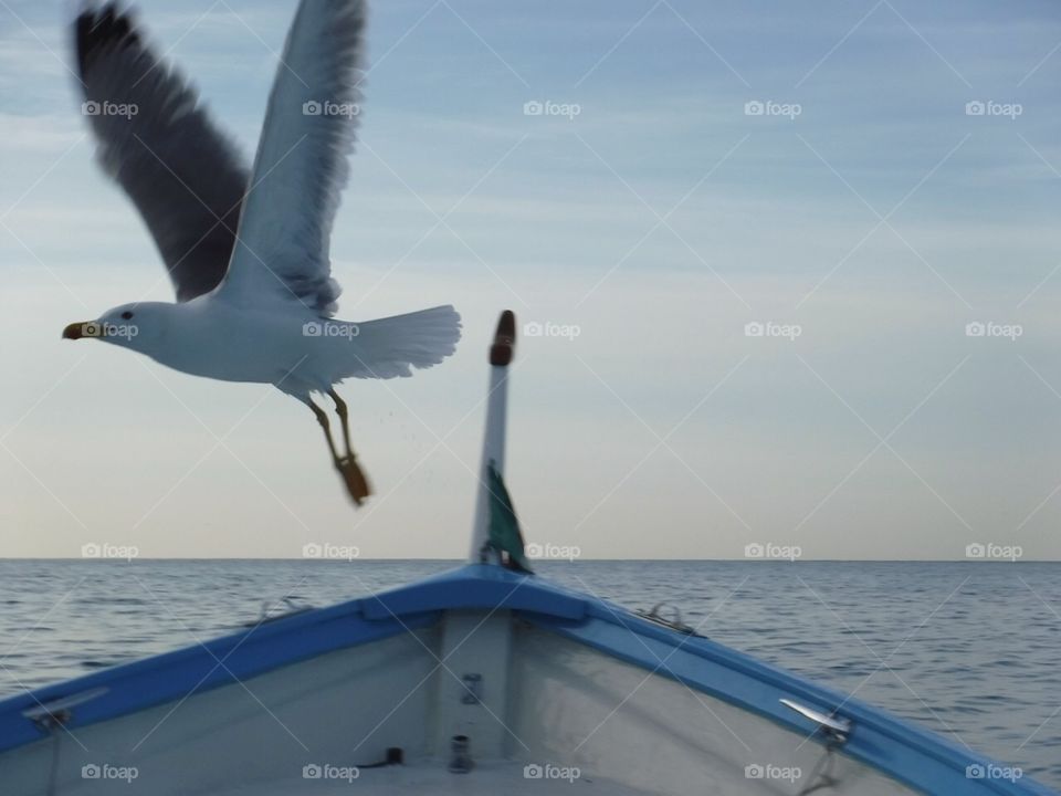 No Person, Water, Seagulls, Sea, Ocean