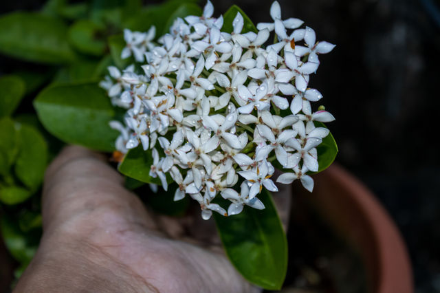 This is my favourite flower plant it gives shooting effect to the eyes