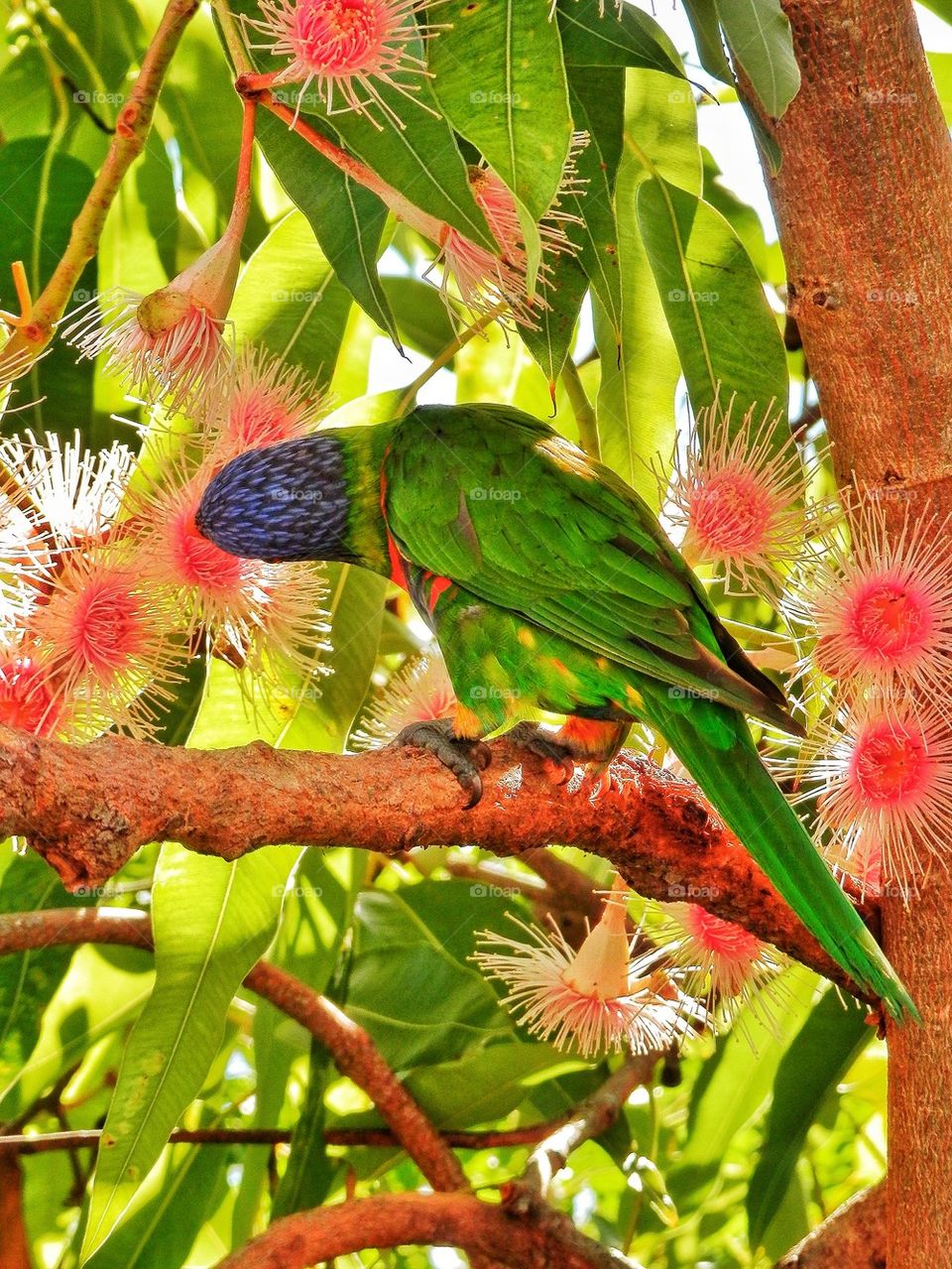 Lorikeets