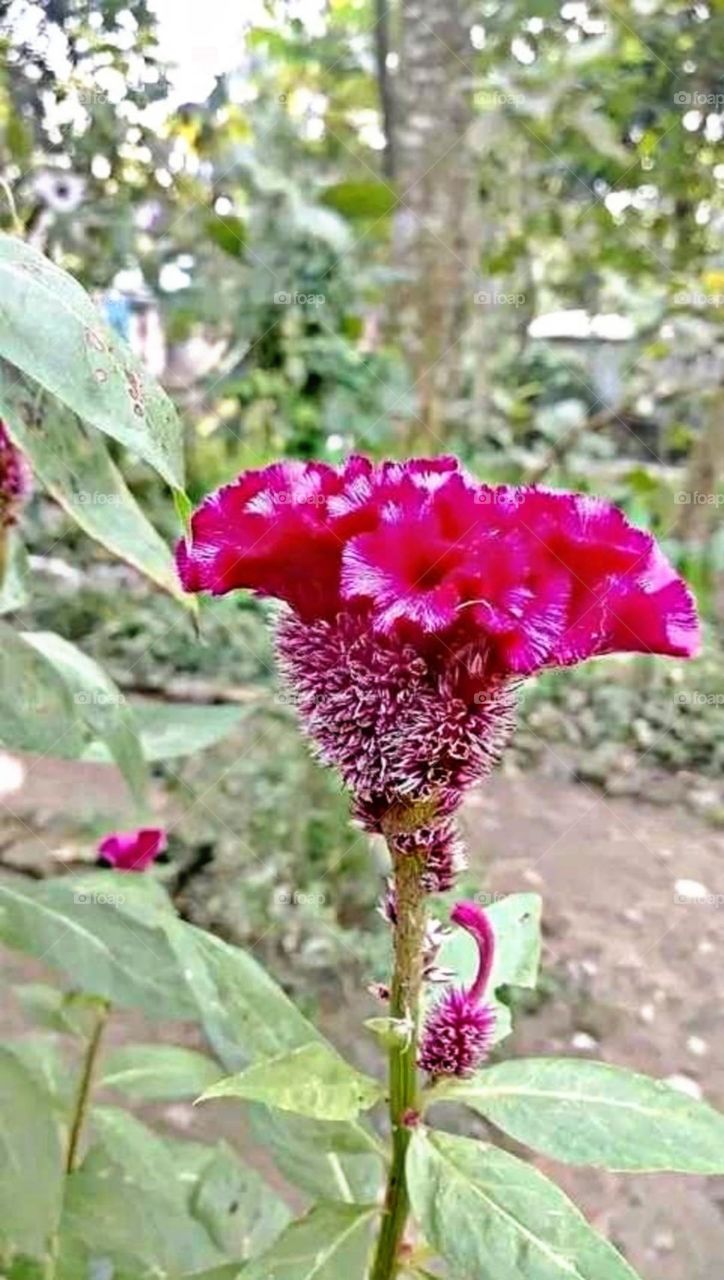 most beautiful and attractive flowers in the garden.