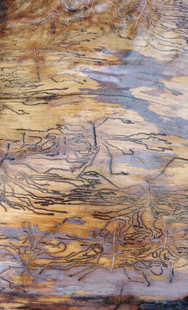 holz wood wurm frass Muster
