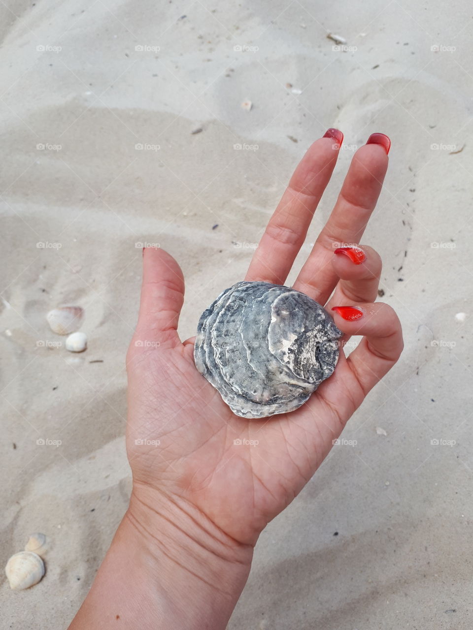 Big black shell in woman's hand