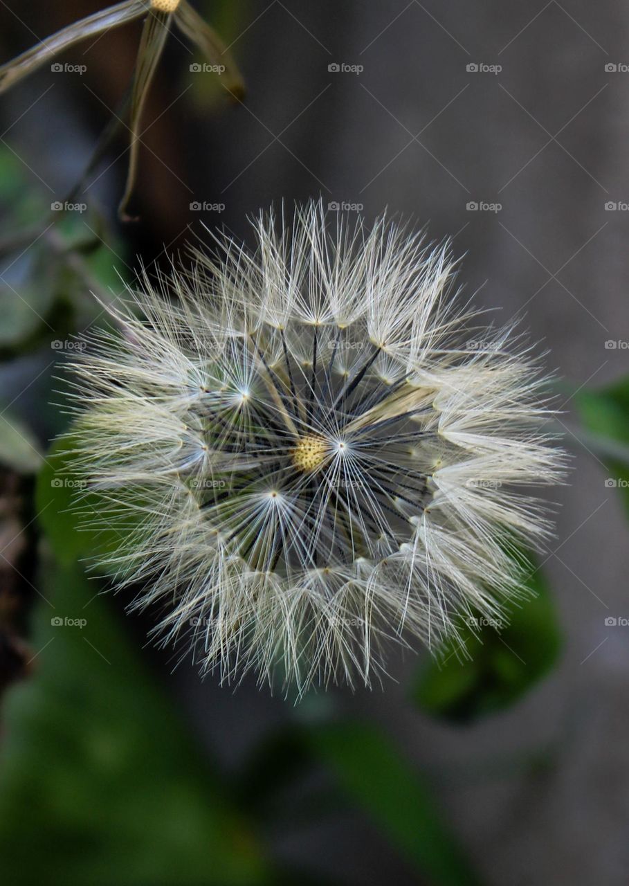 close-up of dandelion flower