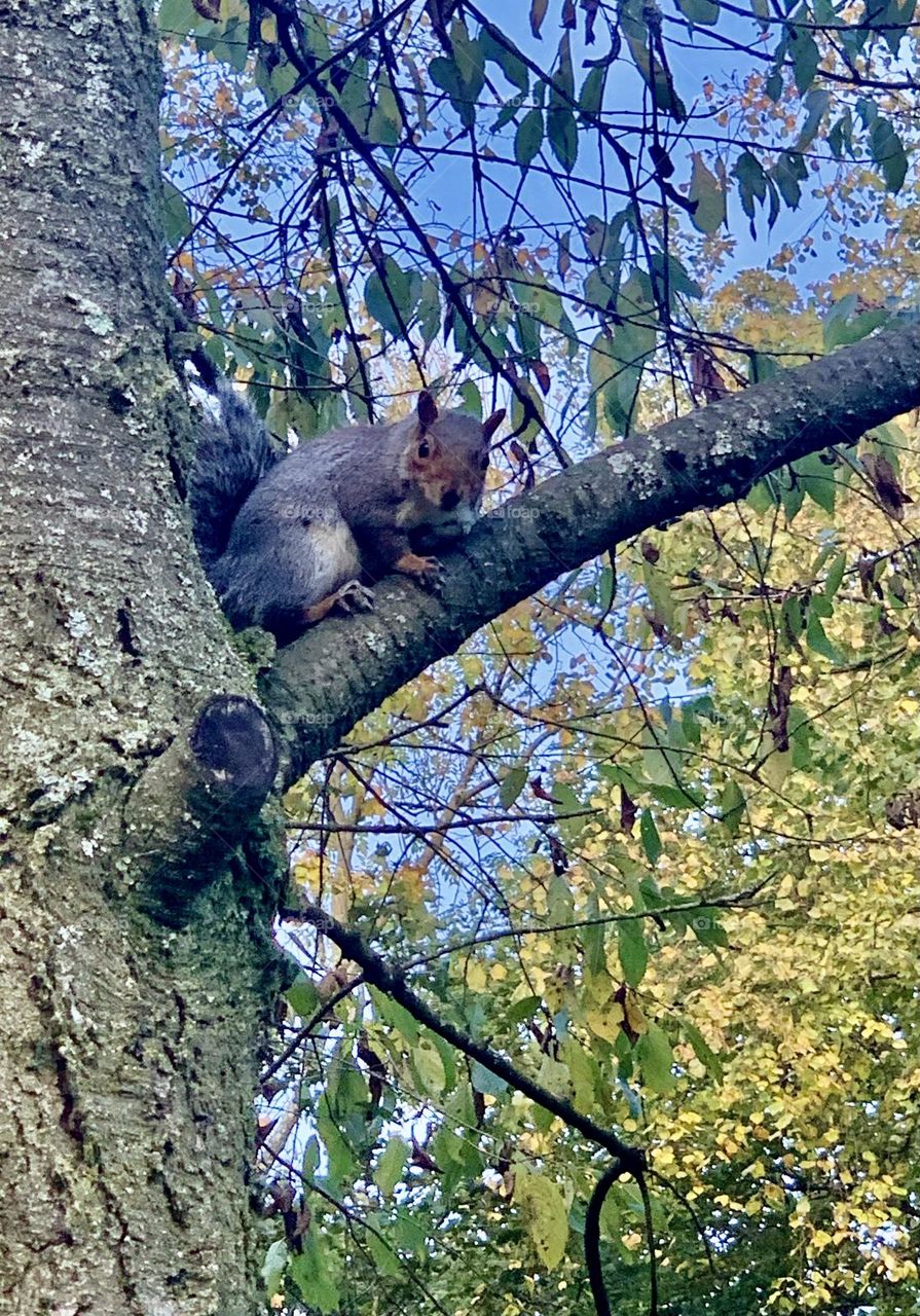 Squirrel on a tree