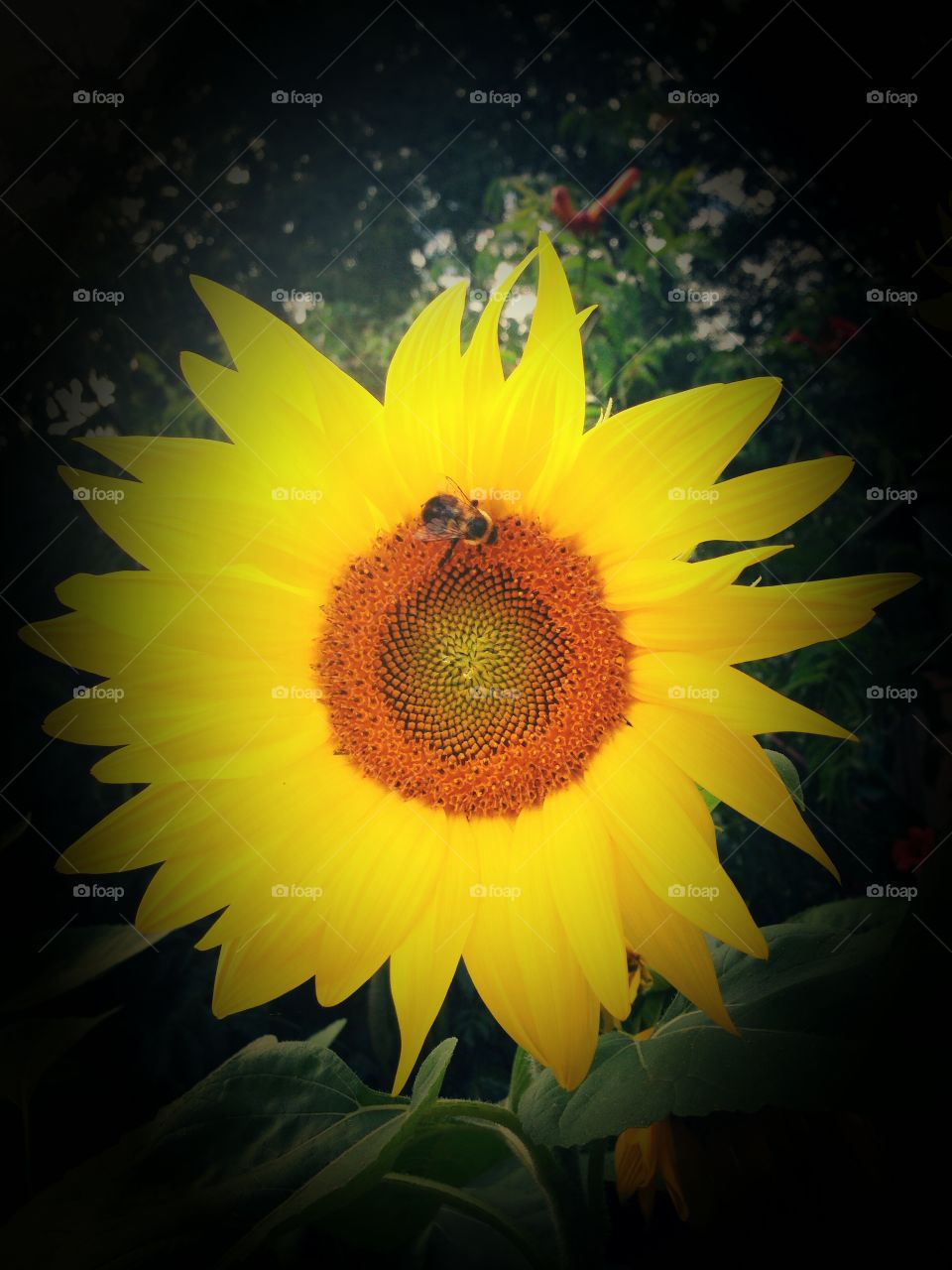 Sunflower on a hot summer day🌻