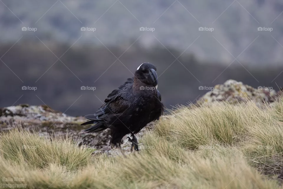 Raven 