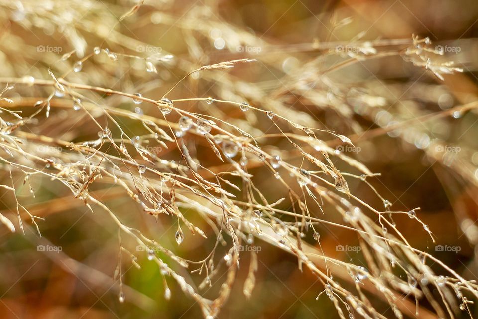 Water drops on the plant