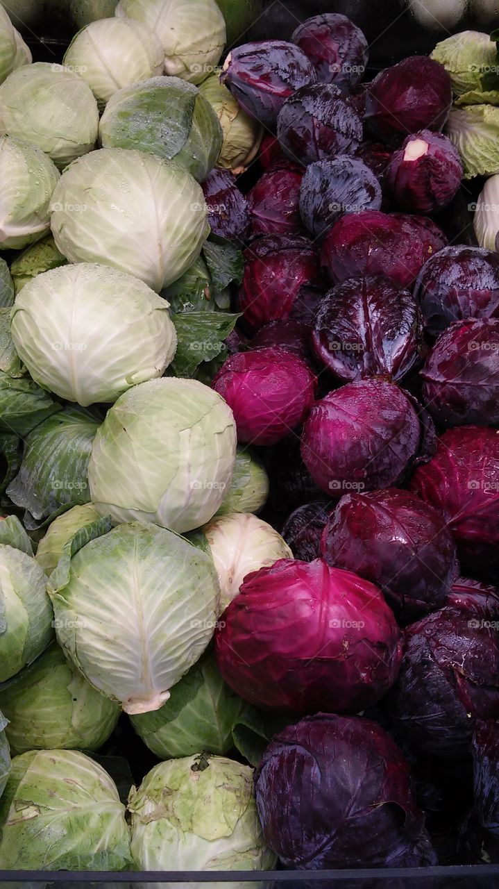 Cabbage. Purple and green cabbage