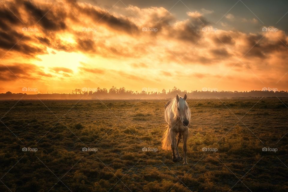 Horse standing on grassy land at sunset