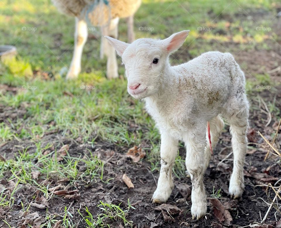 Freshly born lamb on a farm 