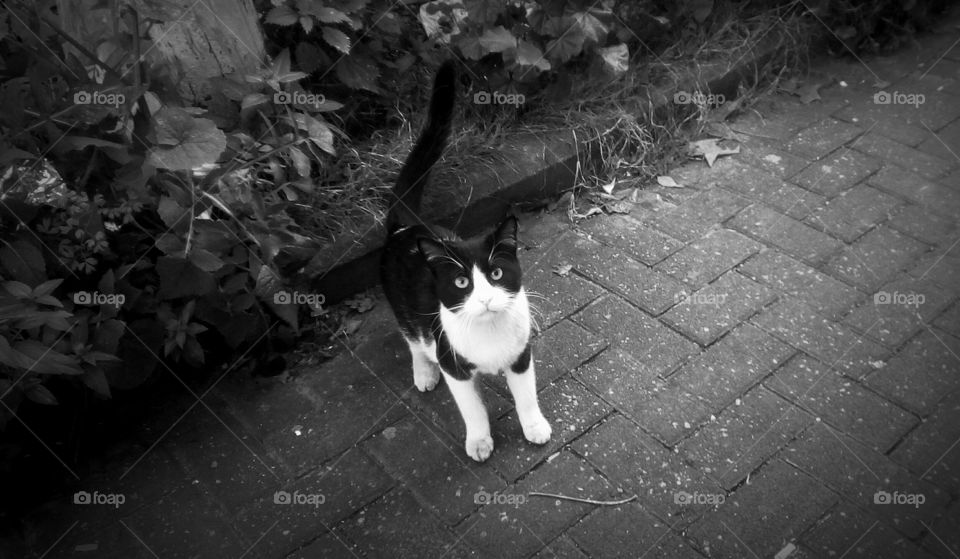 Black and white adorable little cat sit
in street and looks up with bright eyes
with curiousity#wild#cute#portrait#
nature