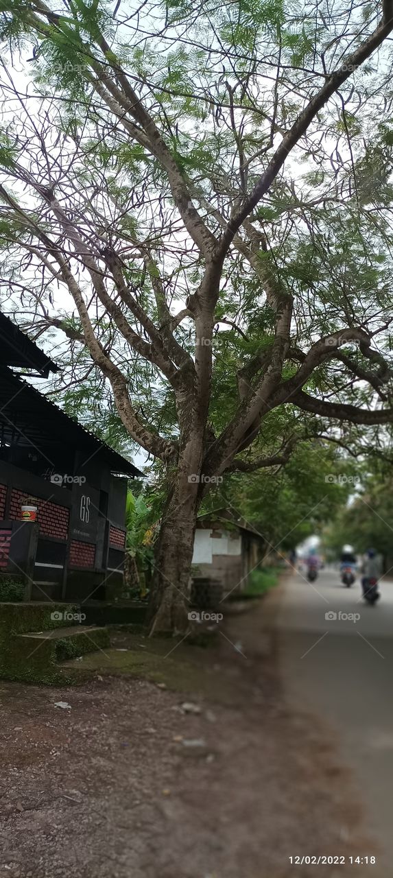 wooden tree as one of the directions