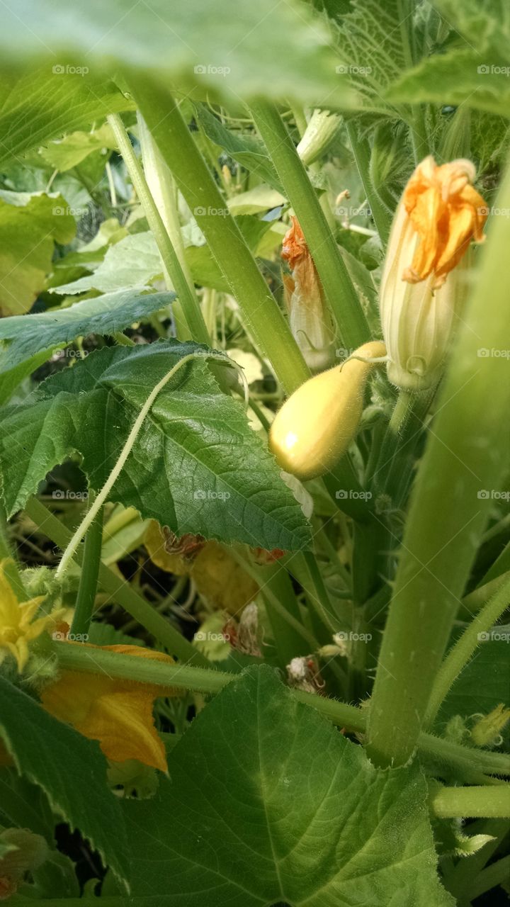 Garden. A crookneck squash in my garden.