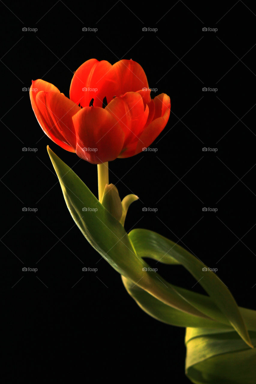 Orange tulip with black background.