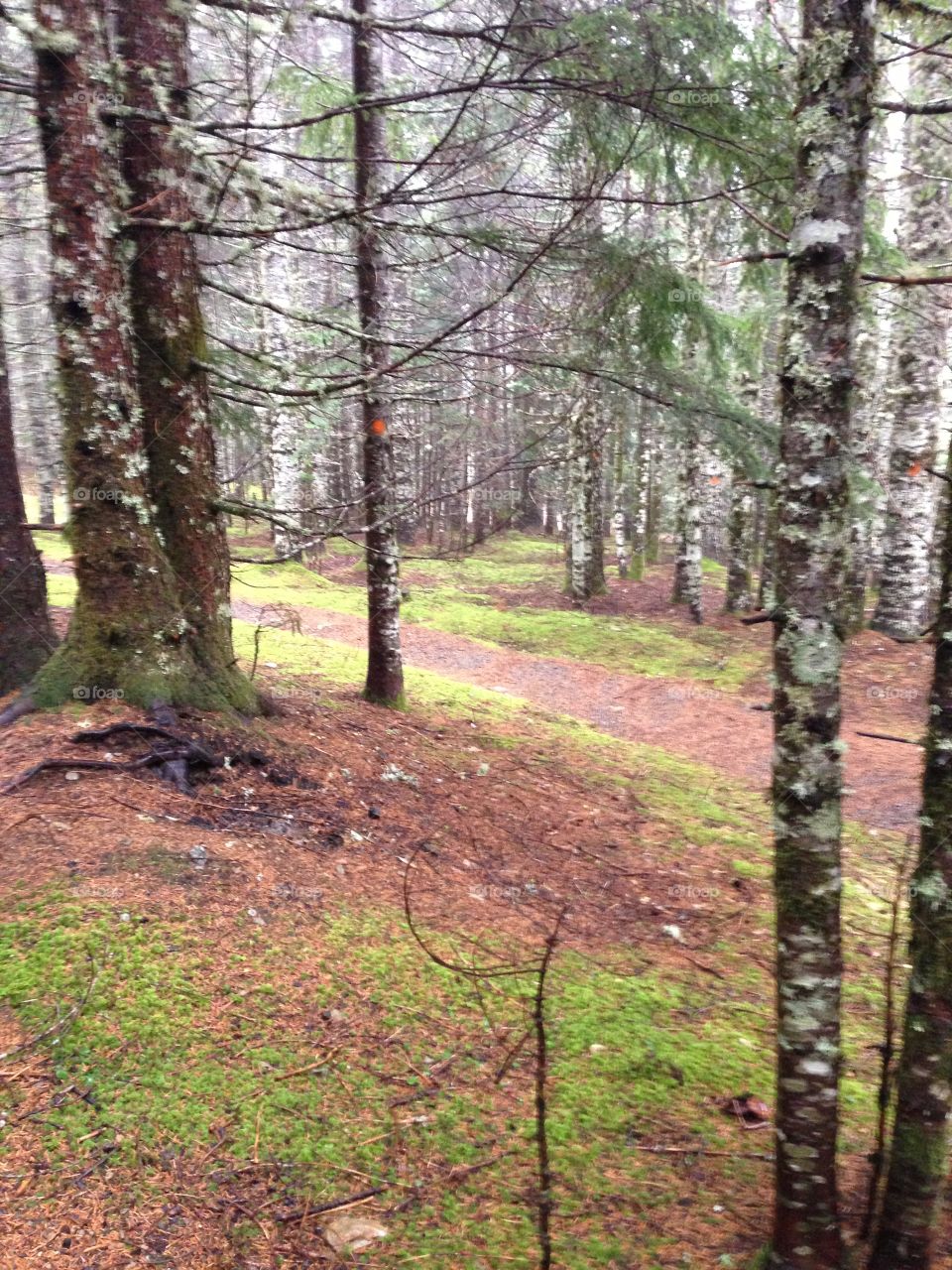 Walk Through The Forest