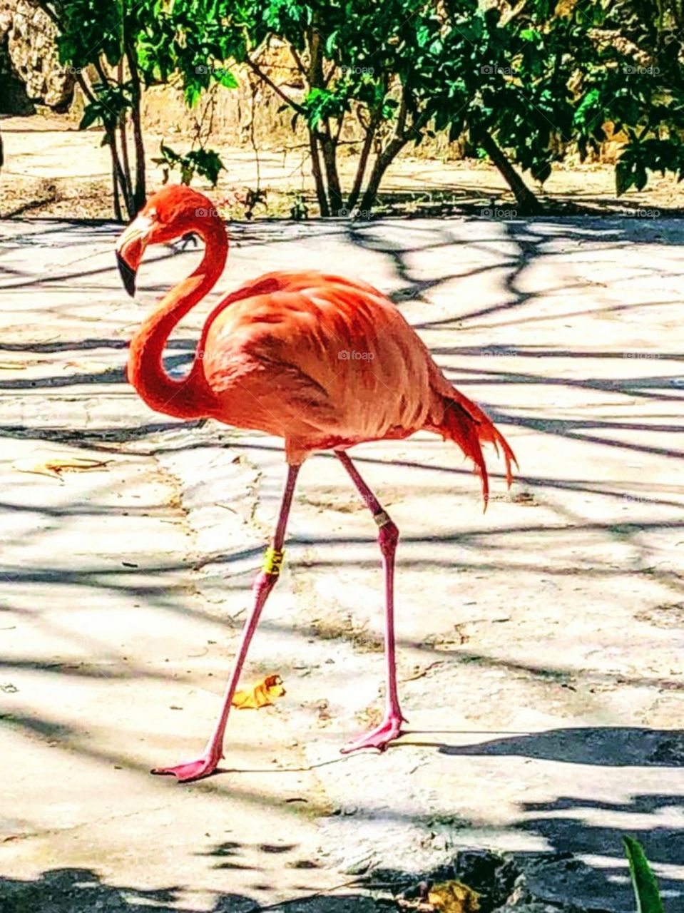 flamingos x-ing