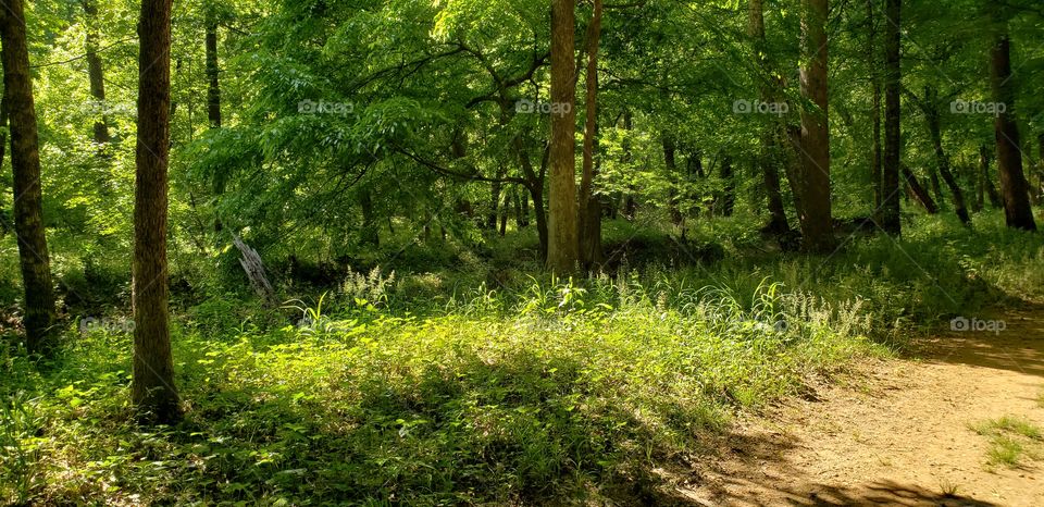 daylight shining through the forest cover