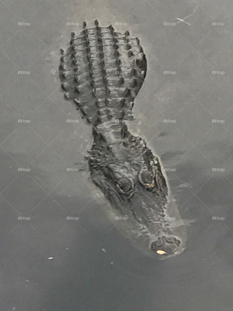 Gator close up
