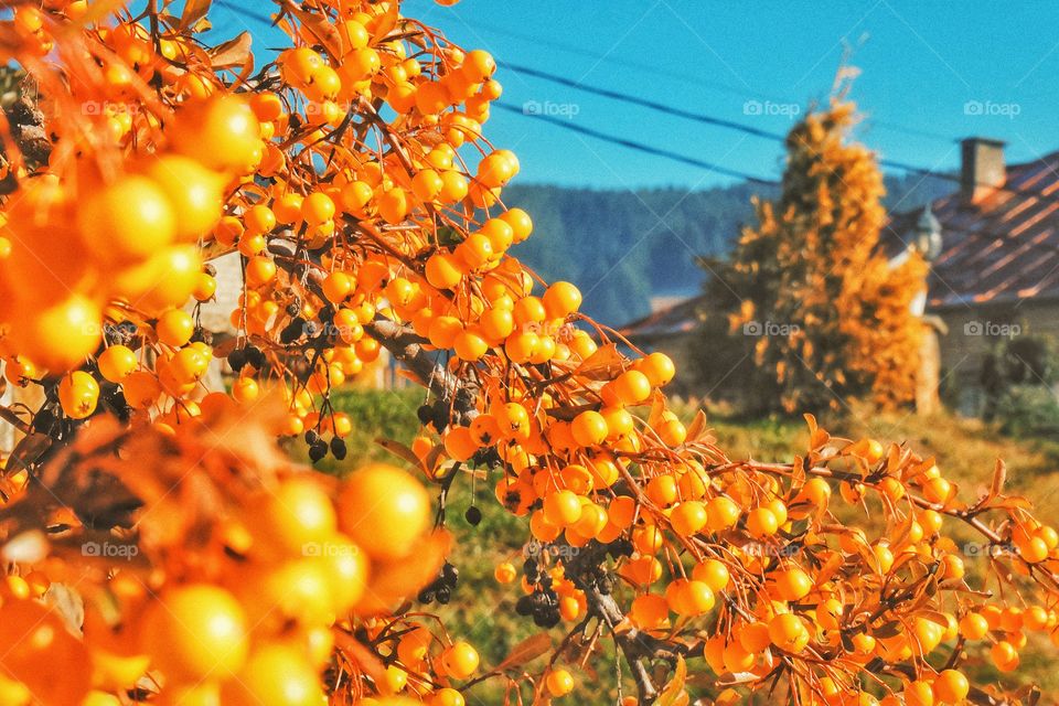 No Person, Fruit, Food, Tree, Nature