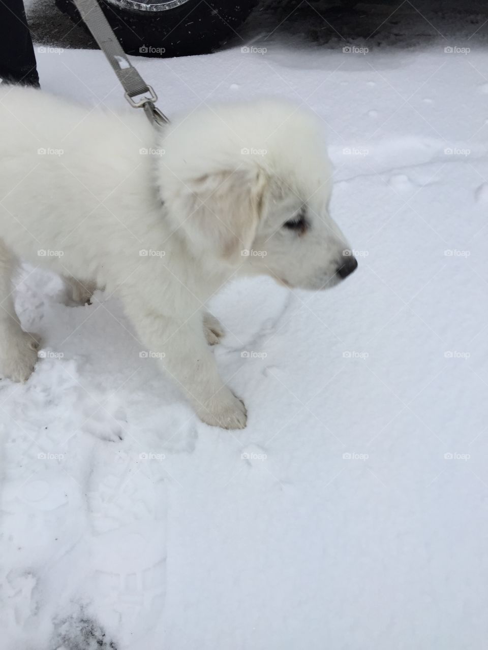 Great Pyrenees pup she may be small at eleven weeks old but will so grow in to a large beautiful dog