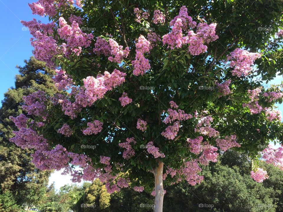 Trees with pink flowers