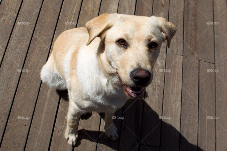 dog animal mammals puppy by splicanka