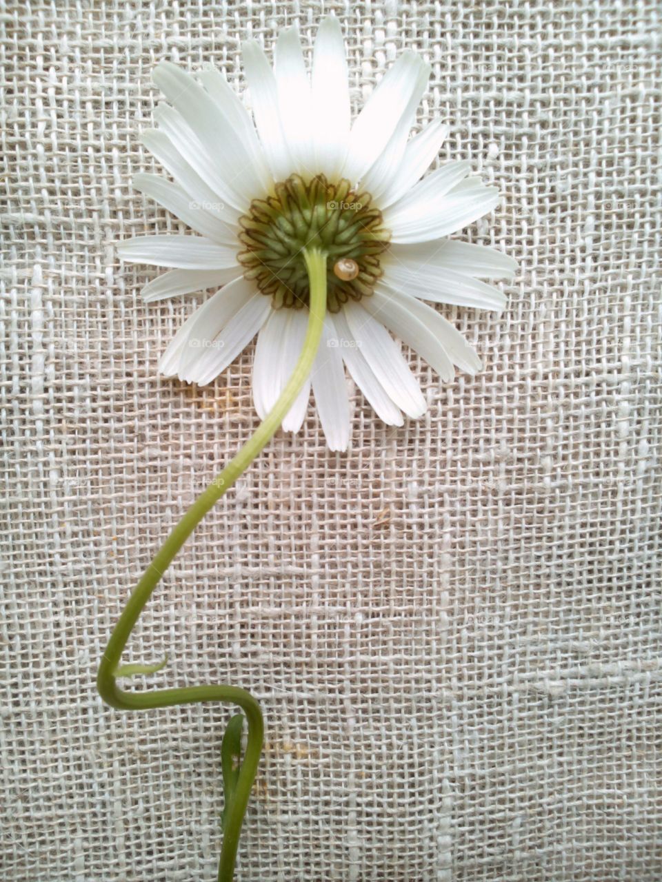 No Person, Desktop, Closeup, Flower, Paper