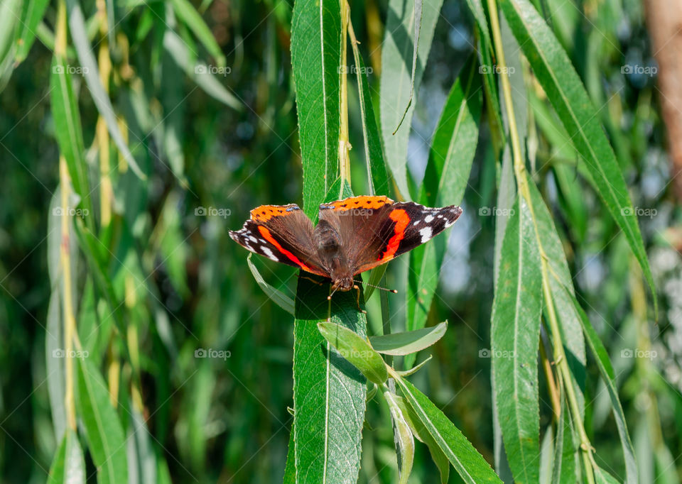 The butterfly on the foliag