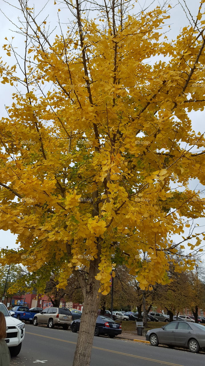 yellow tree