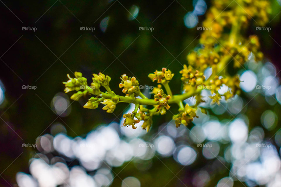 Mango flower in the Evening on Bokeh Background