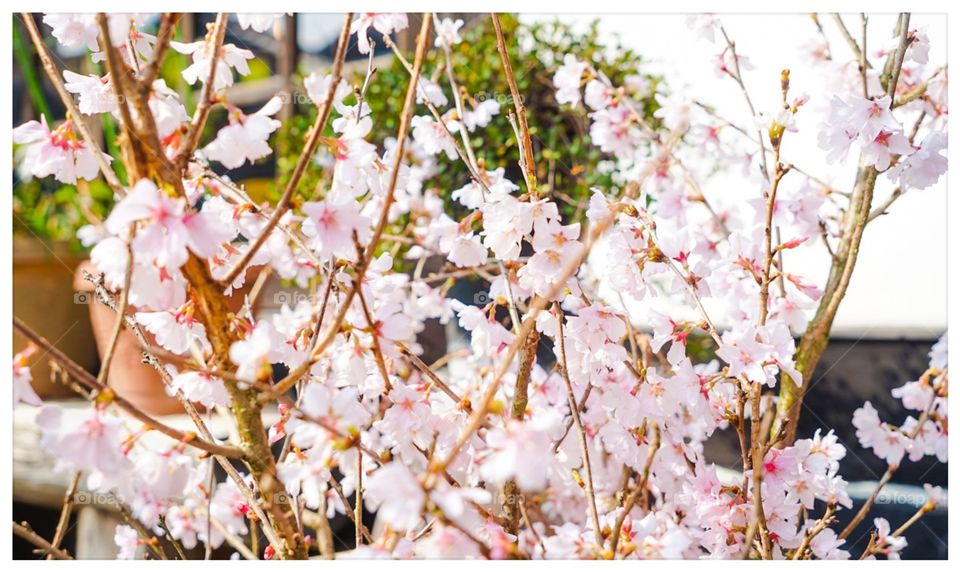 Sakura floral branches bright