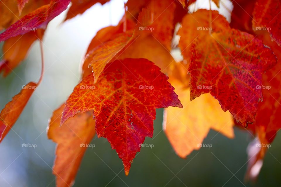 Red Autumn Maple