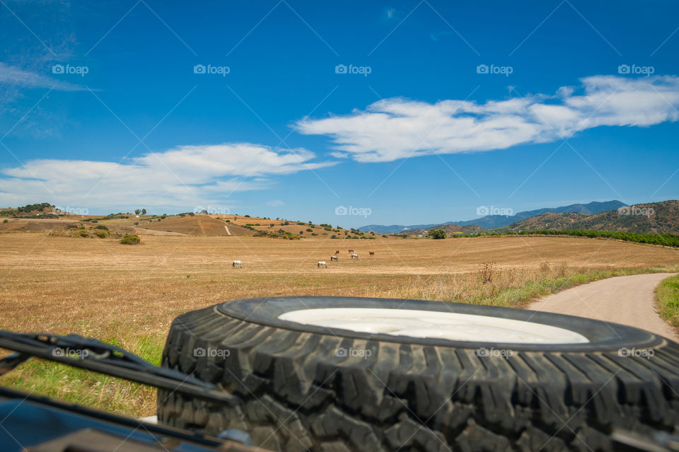 Off road in 4x4 terrain car with a view at horses grazing in the field.