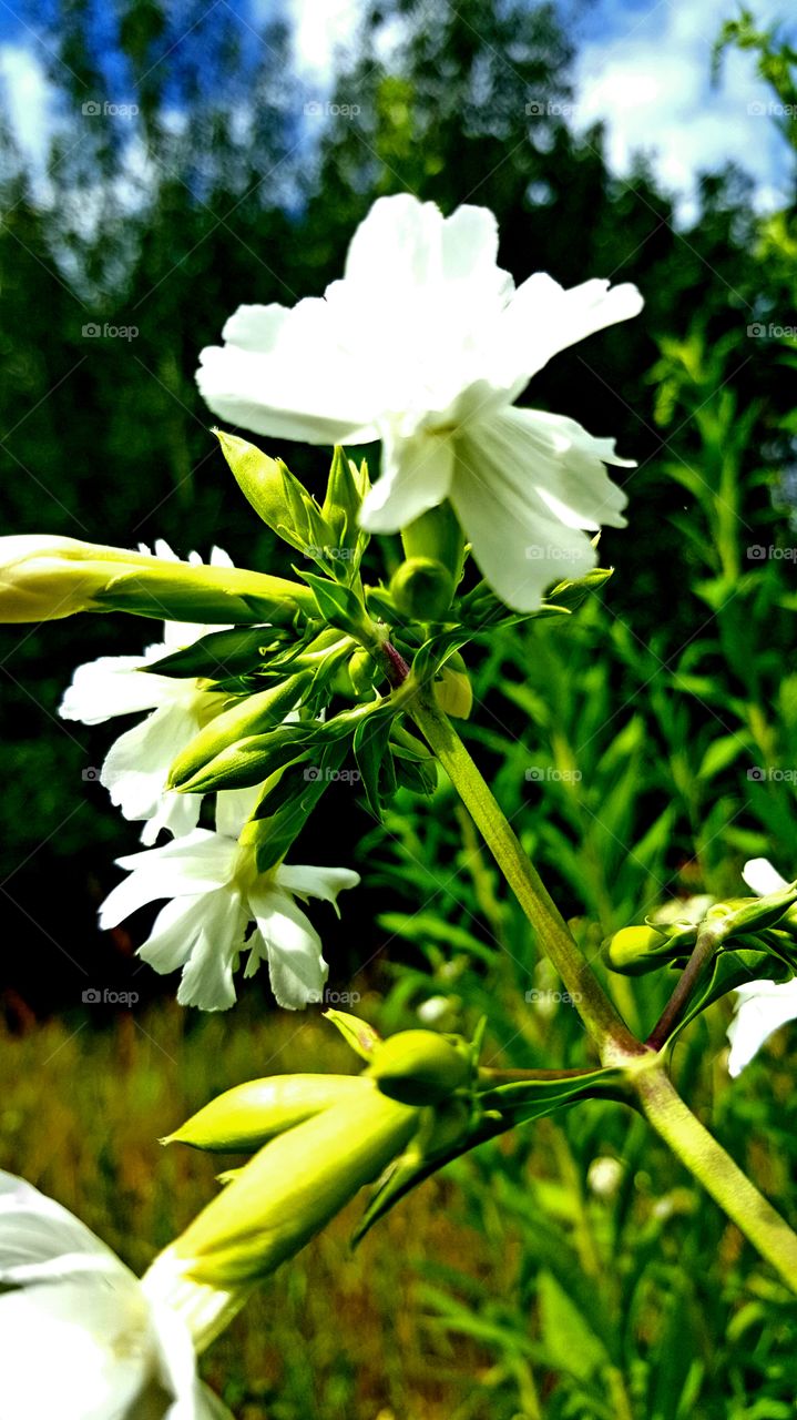 white flowers