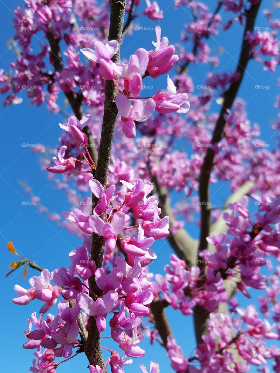 Spring in bloom