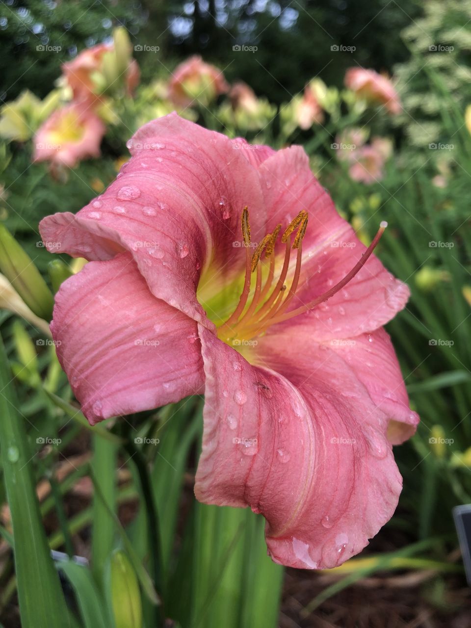 Day lily after rain