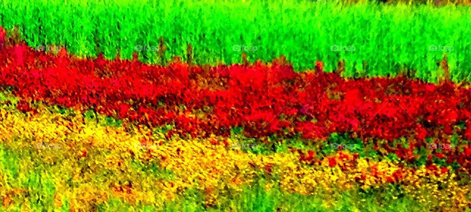 Fields of colors