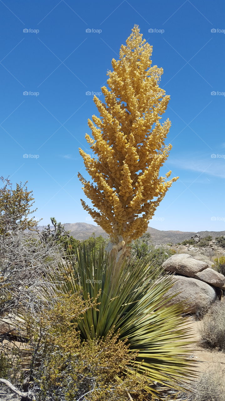 desert yucca bloom